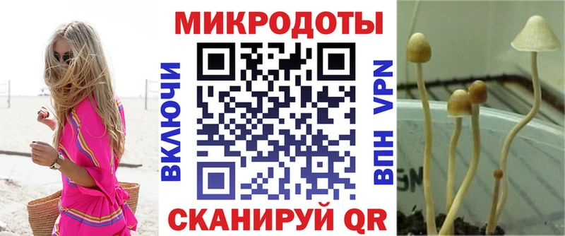 Псилоцибиновые грибы Psilocybe  Троицк 